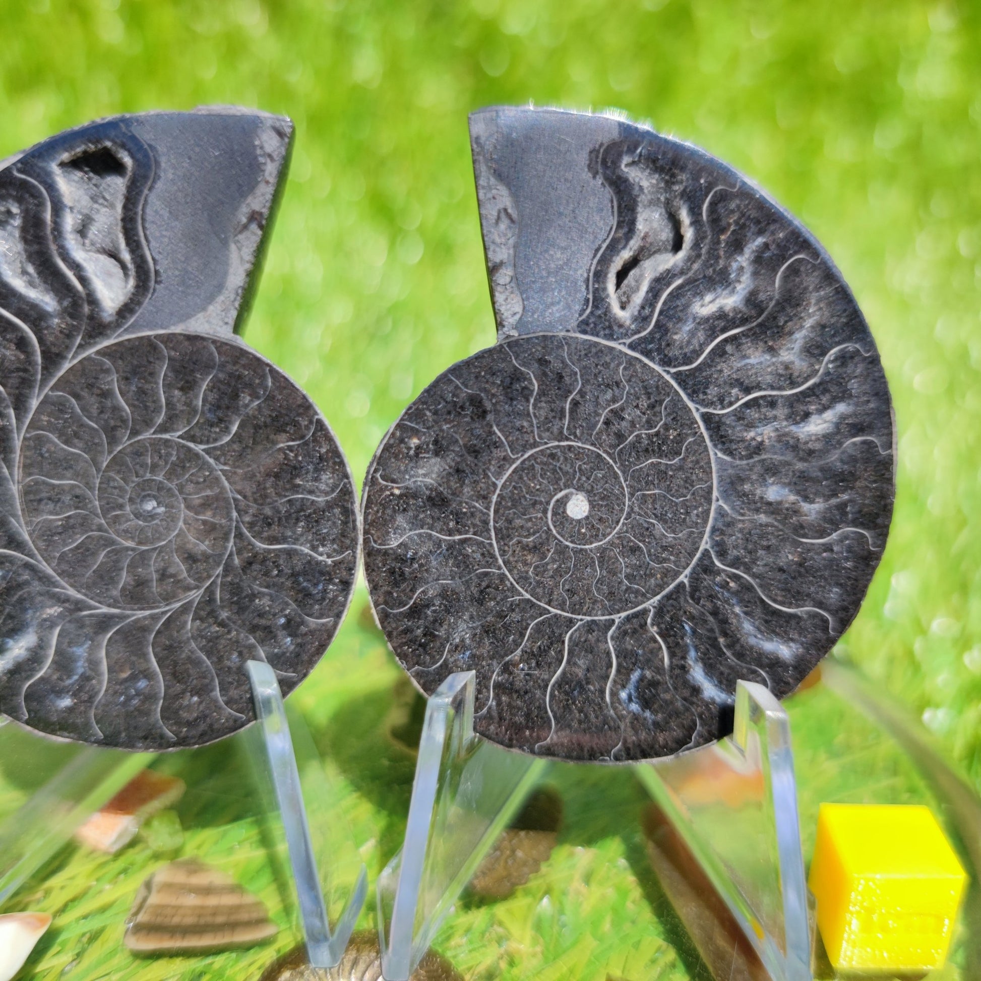 Ammonite fossil cut & polished - North Yorkshire Fossils