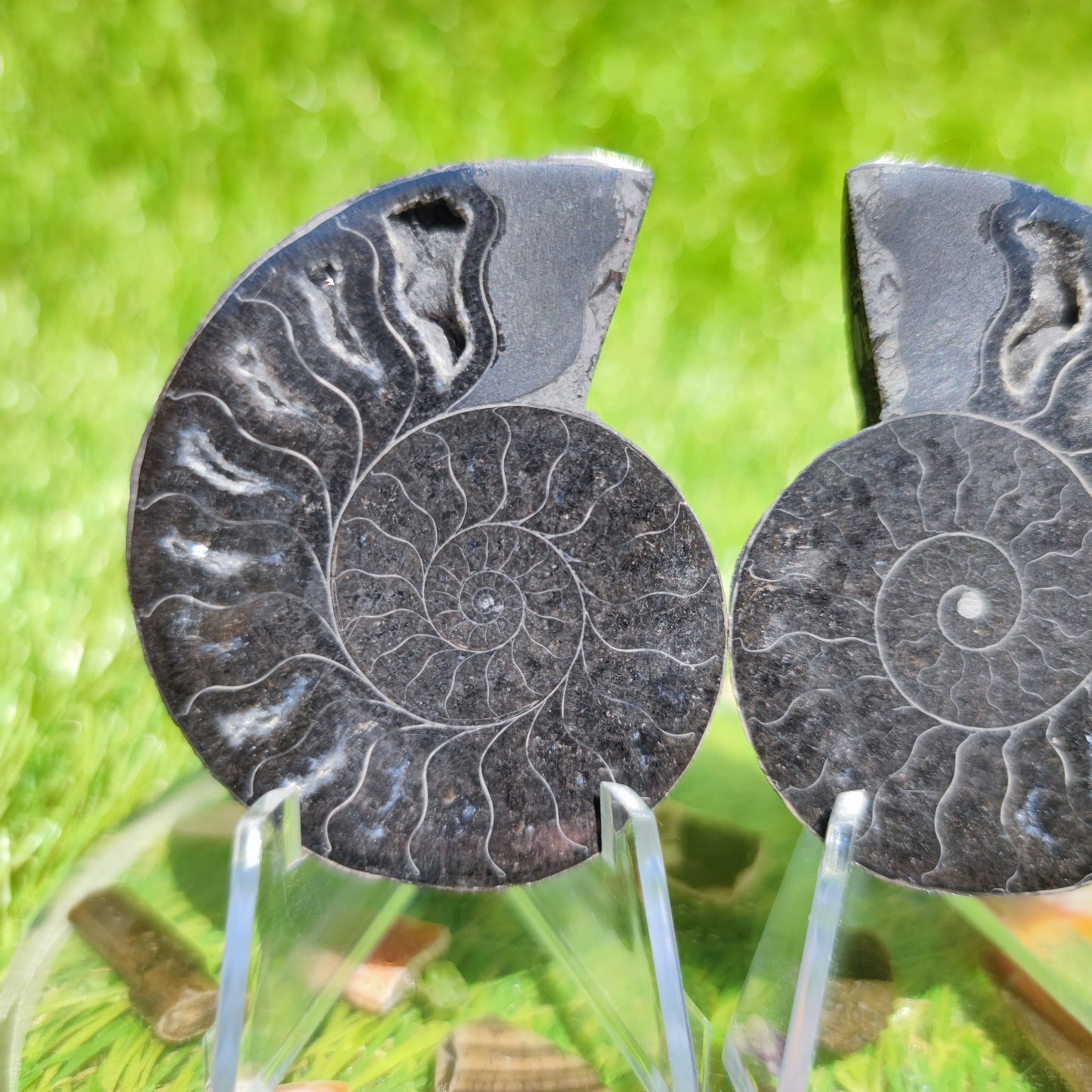 Ammonite fossil cut & polished - North Yorkshire Fossils
