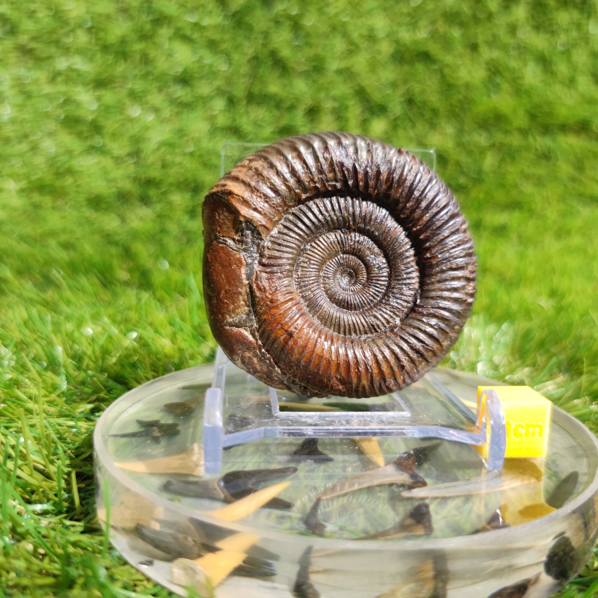 Ammonite fossil dactylioceras 3D Matrix free Whitby - North Yorkshire Fossils