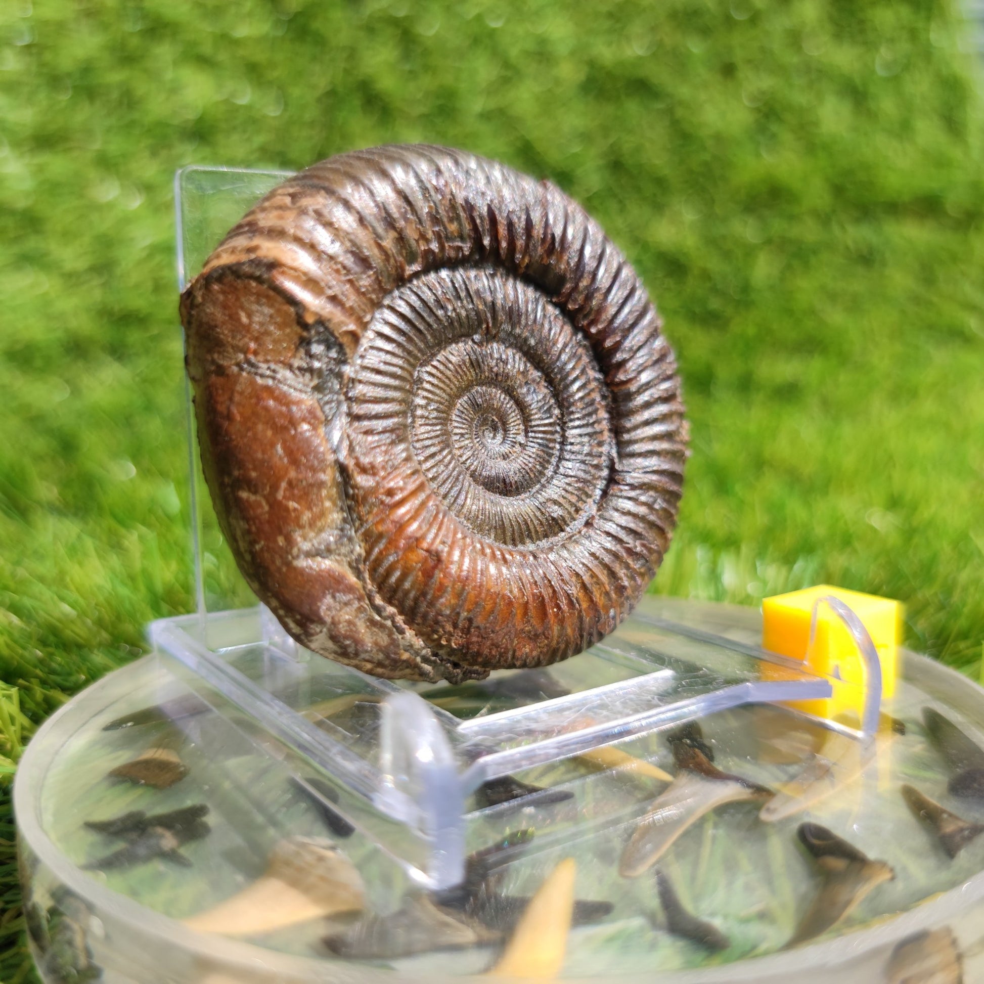Ammonite fossil dactylioceras 3D Matrix free Whitby - North Yorkshire Fossils