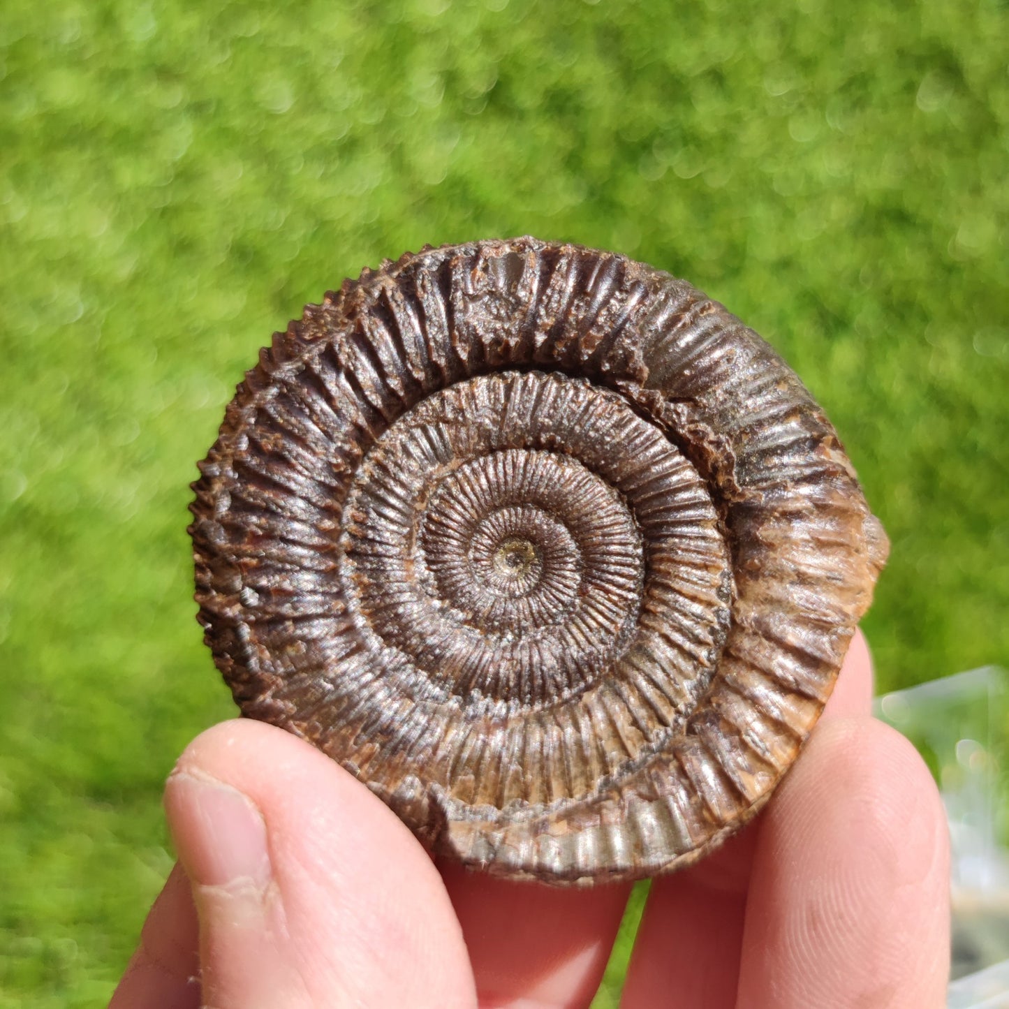 Ammonite fossil dactylioceras 3D Matrix free Whitby - North Yorkshire Fossils