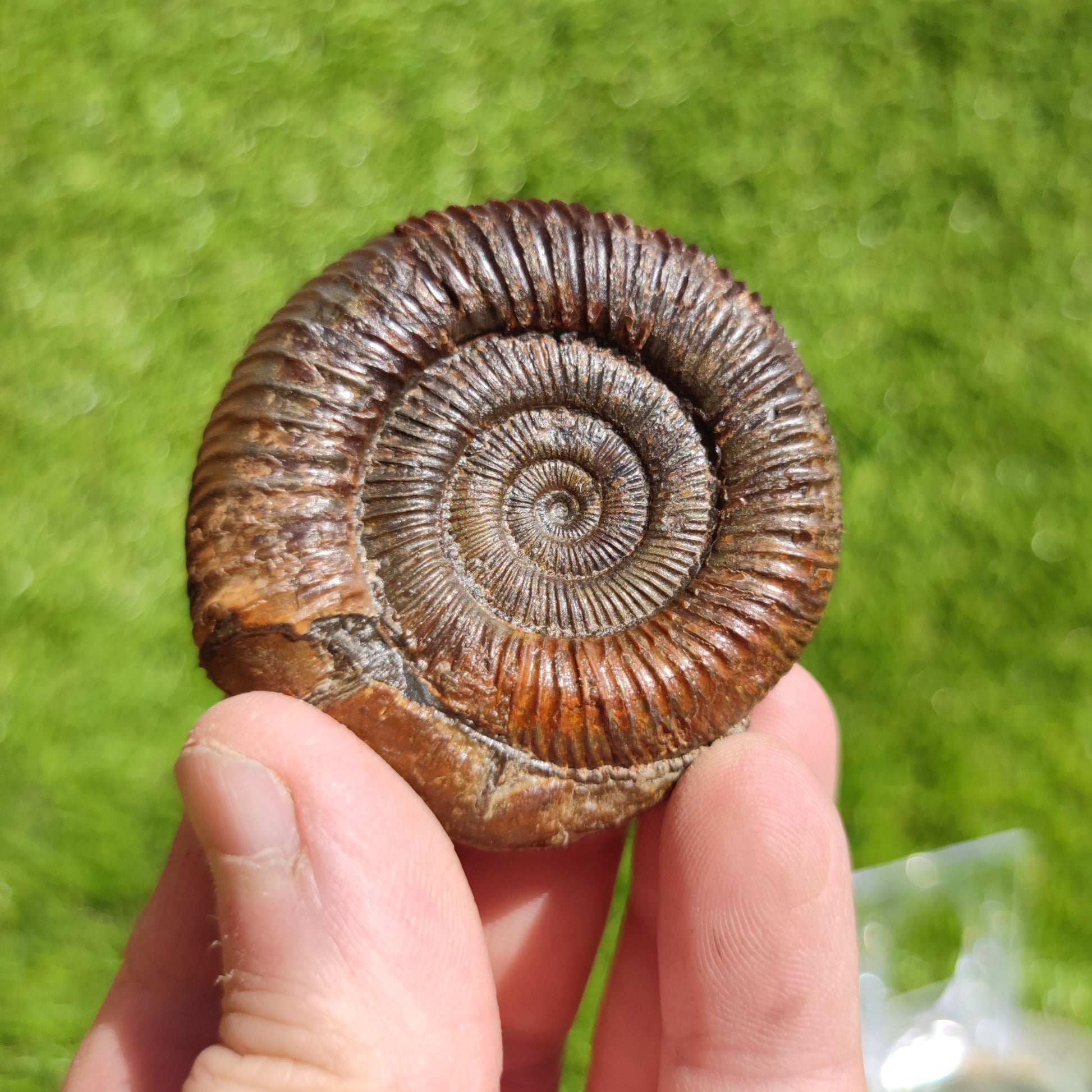 Ammonite fossil dactylioceras 3D Matrix free Whitby - North Yorkshire Fossils