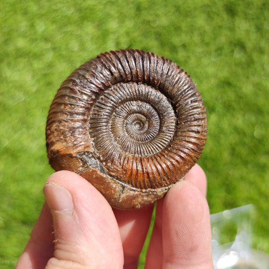 Ammonite fossil dactylioceras 3D Matrix free Whitby - North Yorkshire Fossils