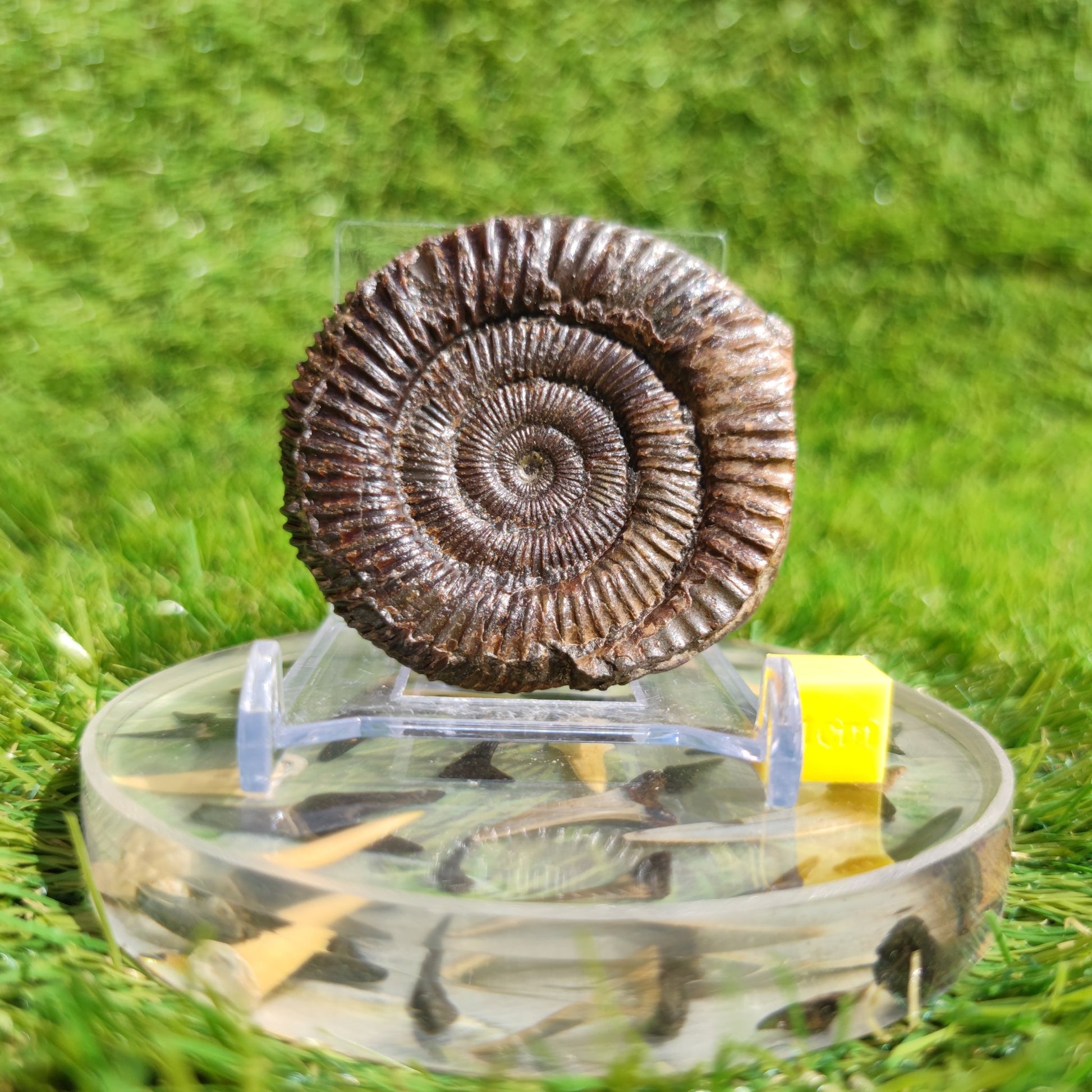 Ammonite fossil dactylioceras 3D Matrix free Whitby - North Yorkshire Fossils