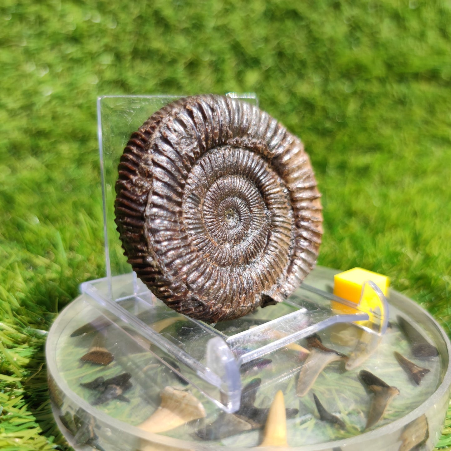 Ammonite fossil dactylioceras 3D Matrix free Whitby - North Yorkshire Fossils