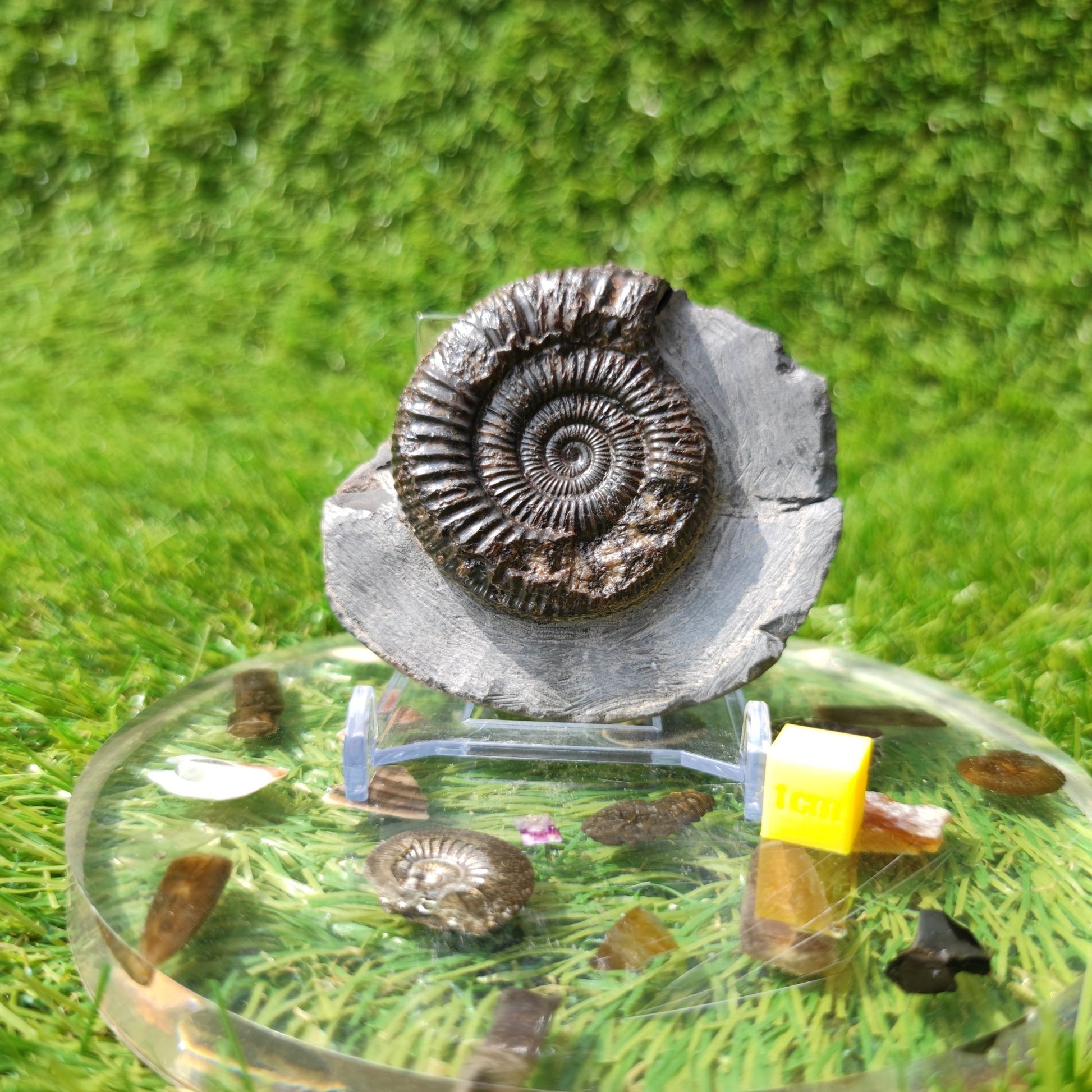 Ammonite fossil dactylioceras Kettleness Yorkshire - North Yorkshire Fossils