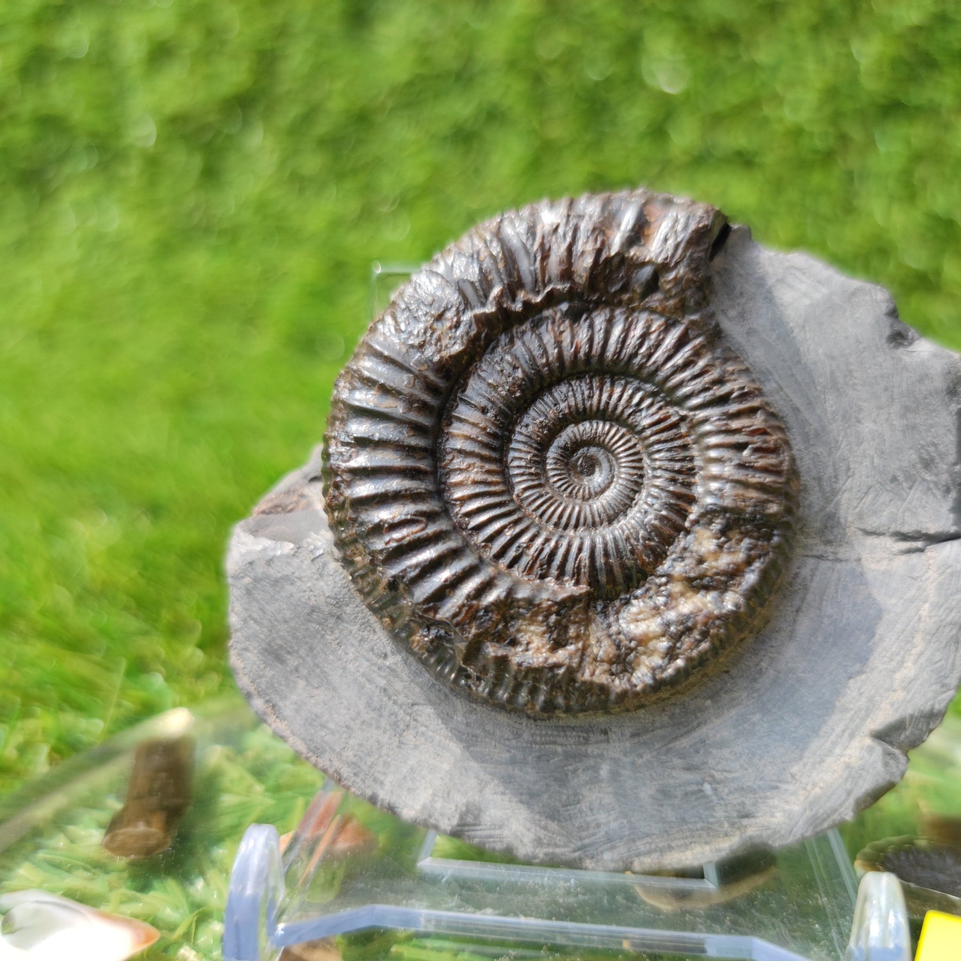 Ammonite fossil dactylioceras Kettleness Yorkshire - North Yorkshire Fossils