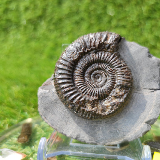 Ammonite fossil dactylioceras Kettleness Yorkshire - North Yorkshire Fossils