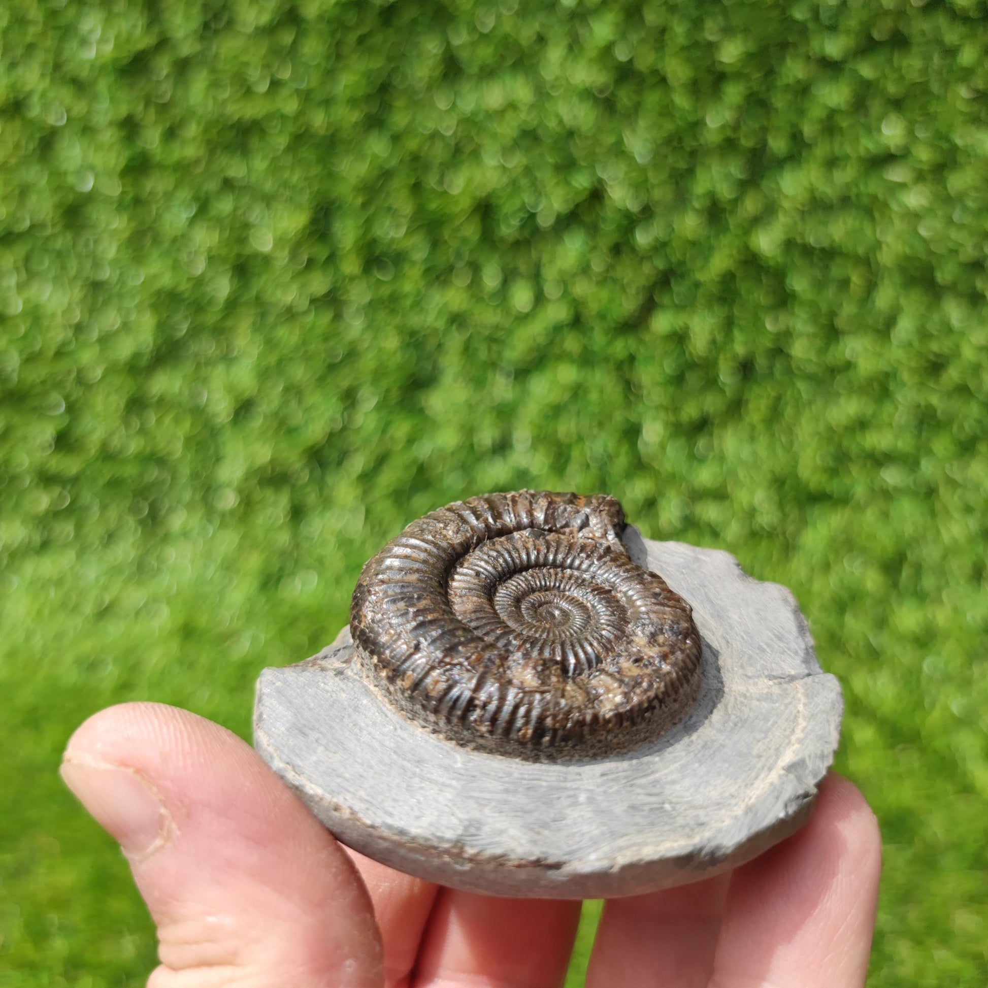 Ammonite fossil dactylioceras Kettleness Yorkshire - North Yorkshire Fossils