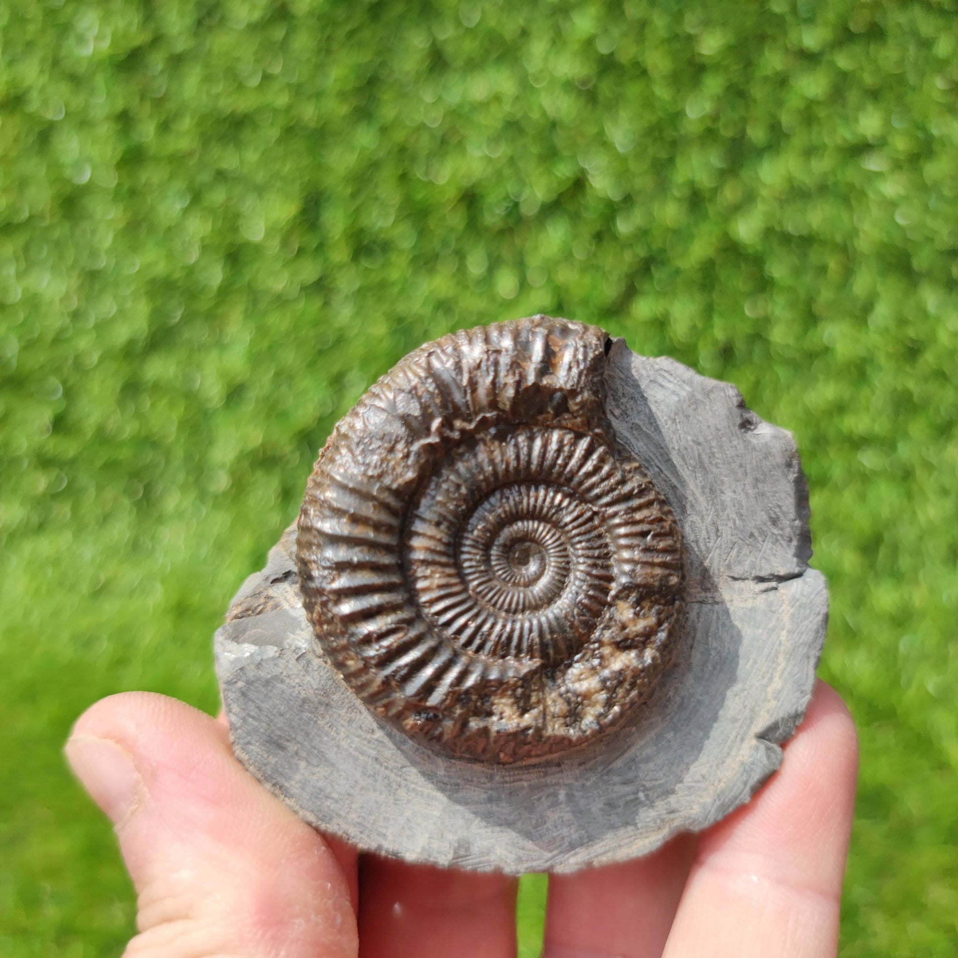 Ammonite fossil dactylioceras Kettleness Yorkshire - North Yorkshire Fossils