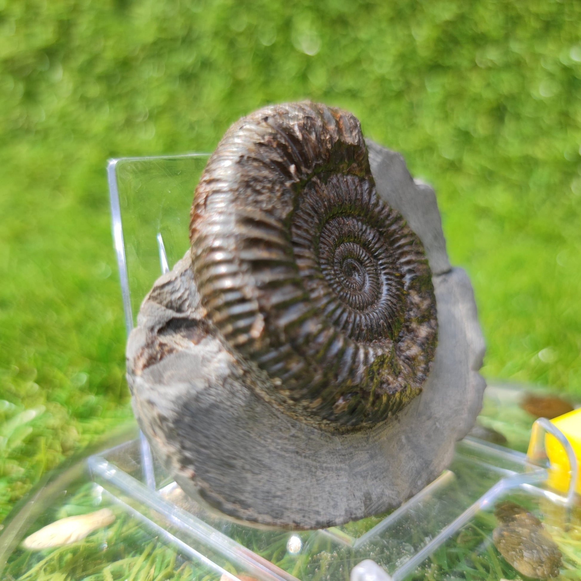 Ammonite fossil dactylioceras Kettleness Yorkshire - North Yorkshire Fossils