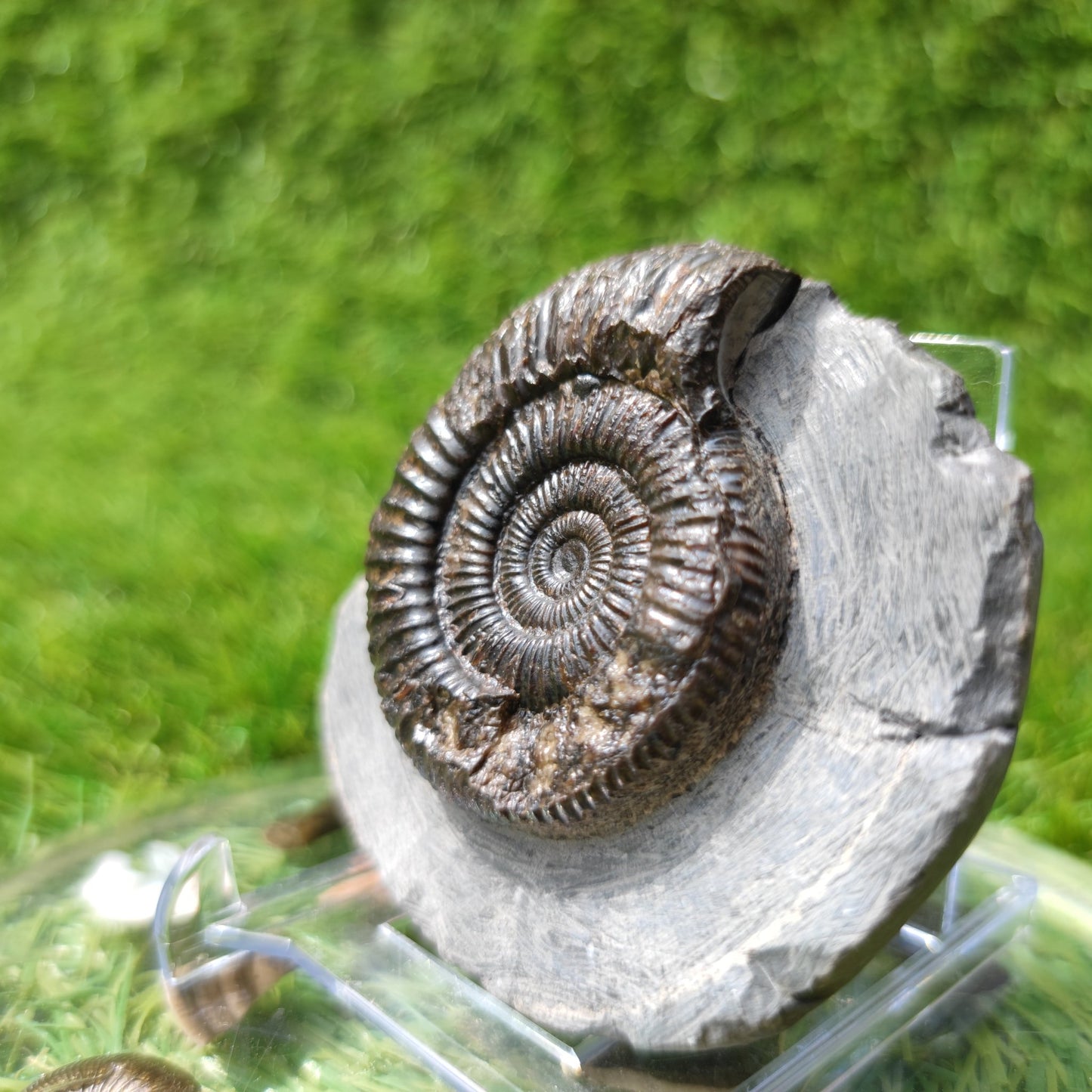 Ammonite fossil dactylioceras Kettleness Yorkshire - North Yorkshire Fossils
