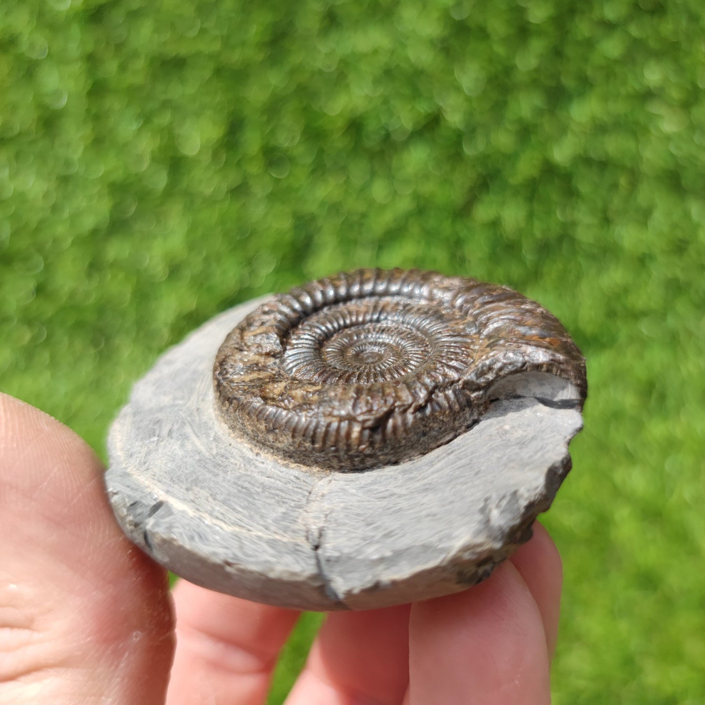 Ammonite fossil dactylioceras Kettleness Yorkshire - North Yorkshire Fossils