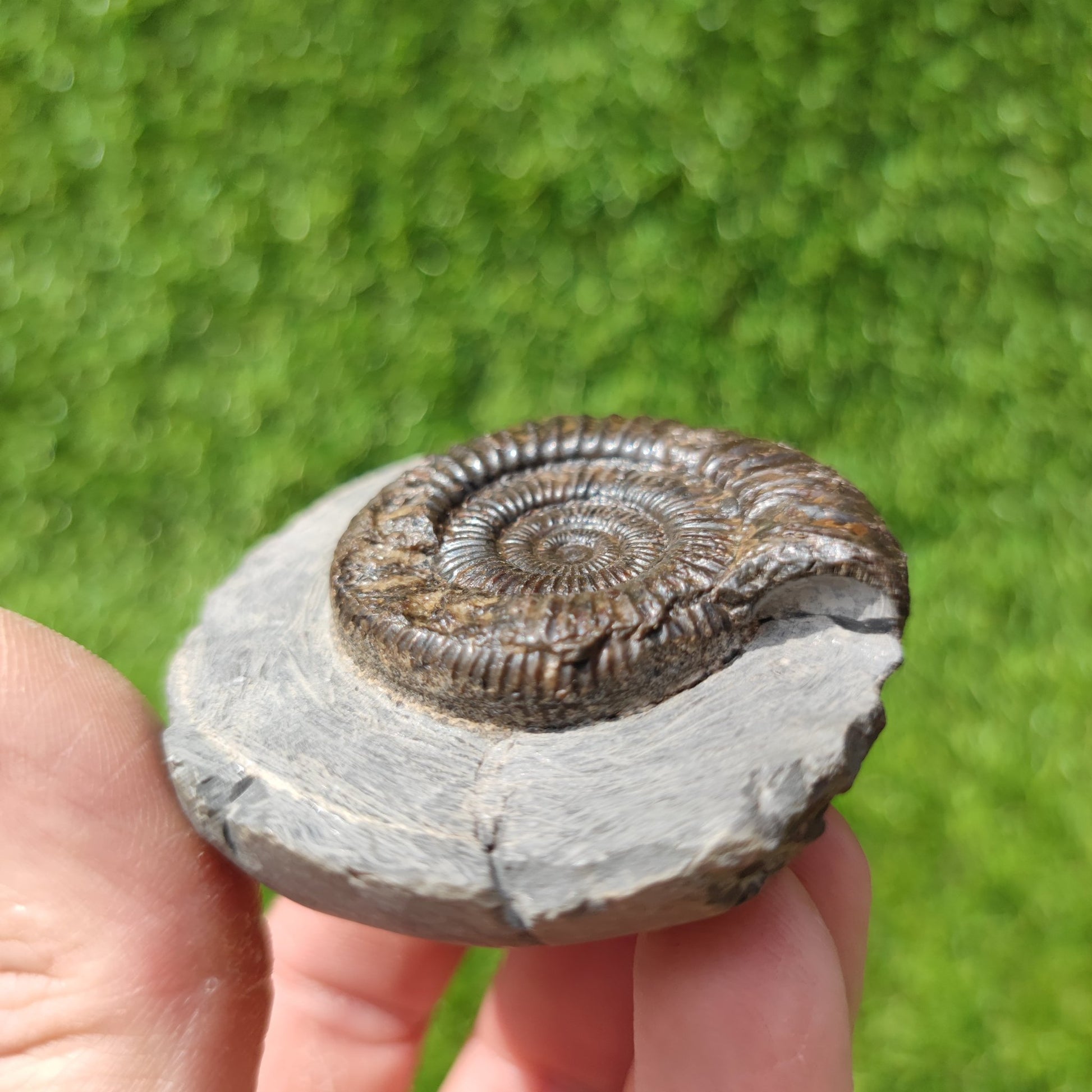 Ammonite fossil dactylioceras Kettleness Yorkshire - North Yorkshire Fossils