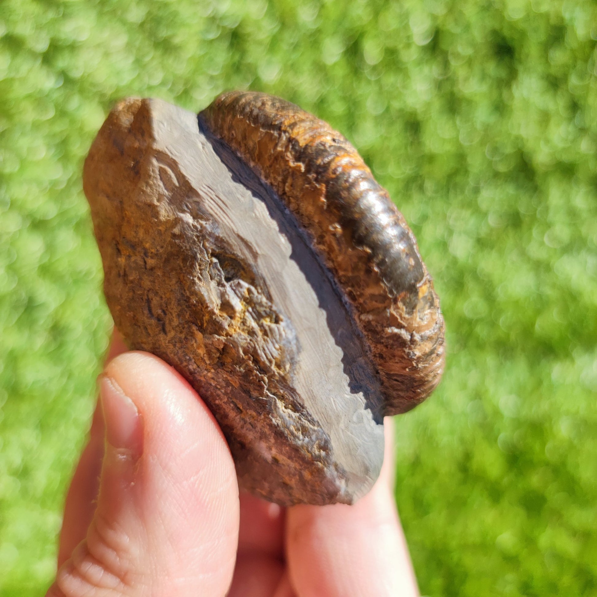 Ammonite fossil Dactylioceras North Yorkshire - North Yorkshire Fossils