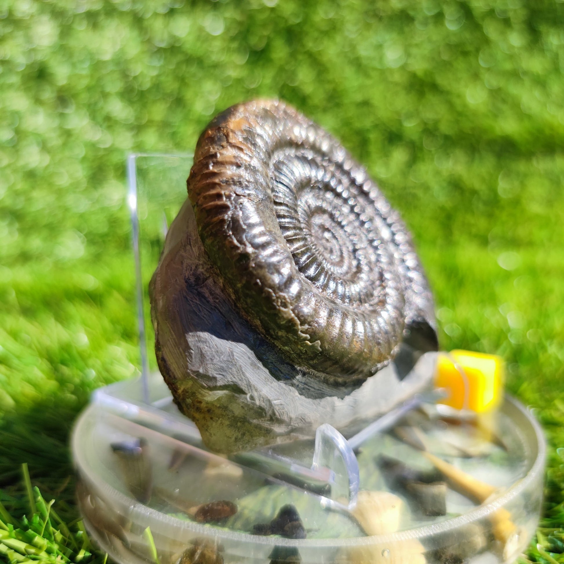 Ammonite fossil Dactylioceras North Yorkshire - North Yorkshire Fossils