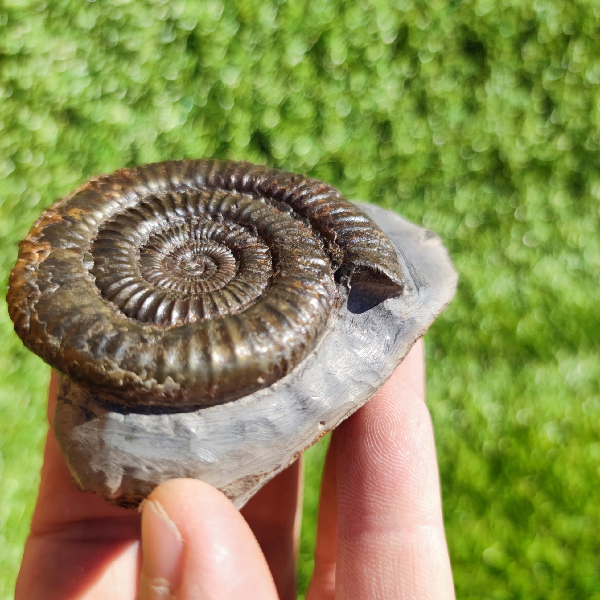 Ammonite fossil Dactylioceras North Yorkshire - North Yorkshire Fossils