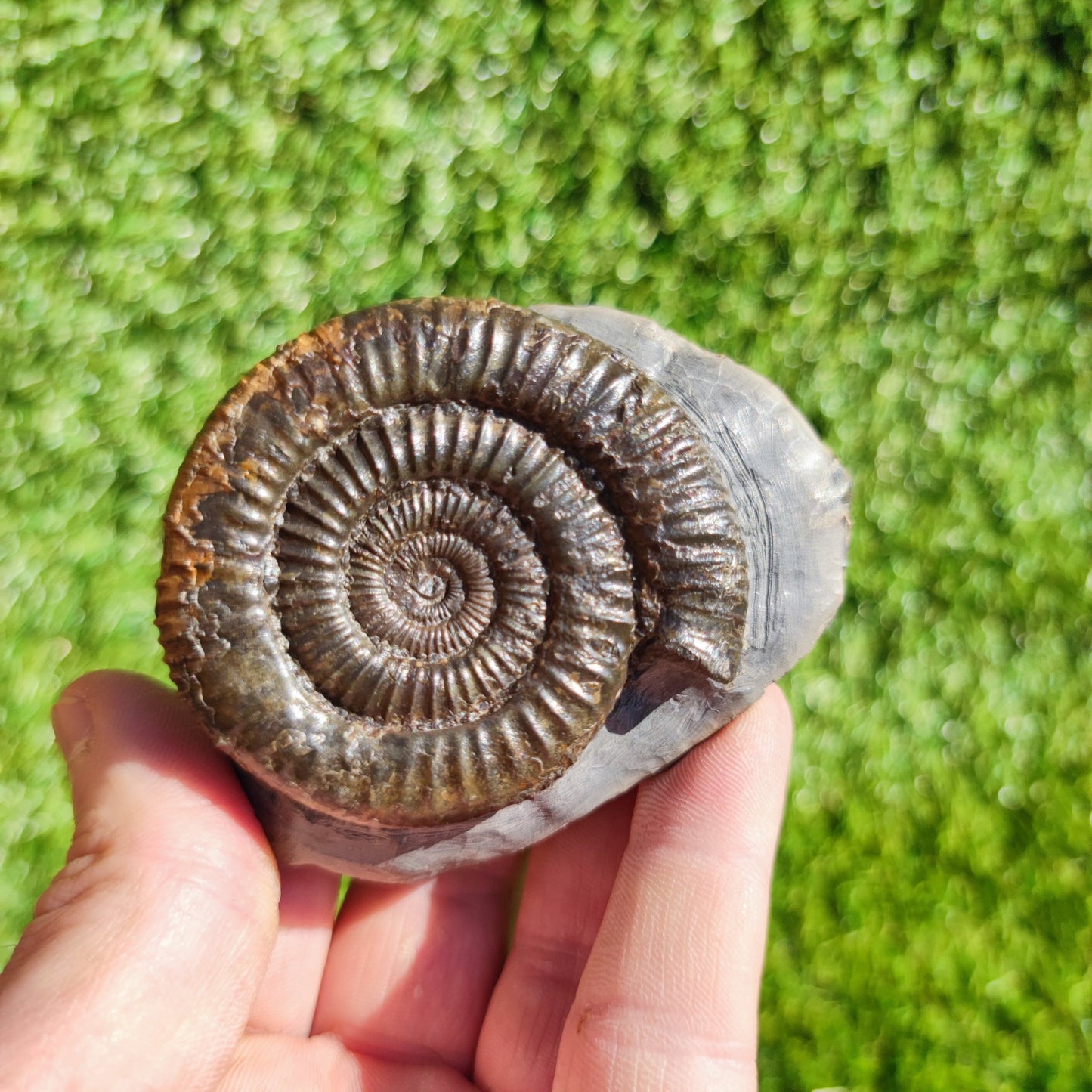 Ammonite fossil Dactylioceras North Yorkshire - North Yorkshire Fossils