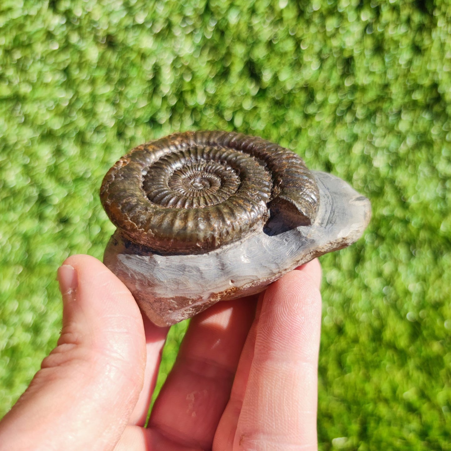 Ammonite fossil Dactylioceras North Yorkshire - North Yorkshire Fossils