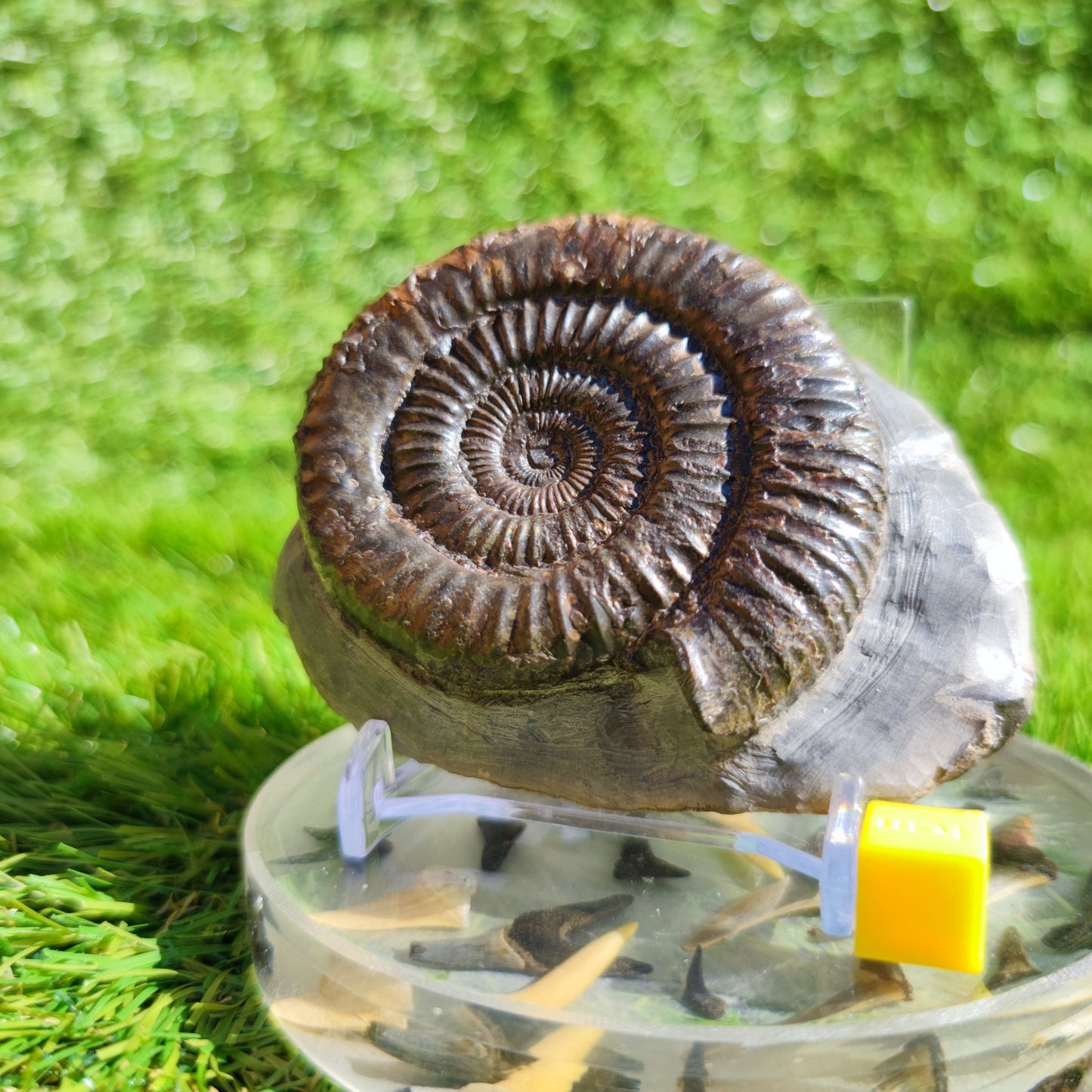 Ammonite fossil Dactylioceras North Yorkshire - North Yorkshire Fossils