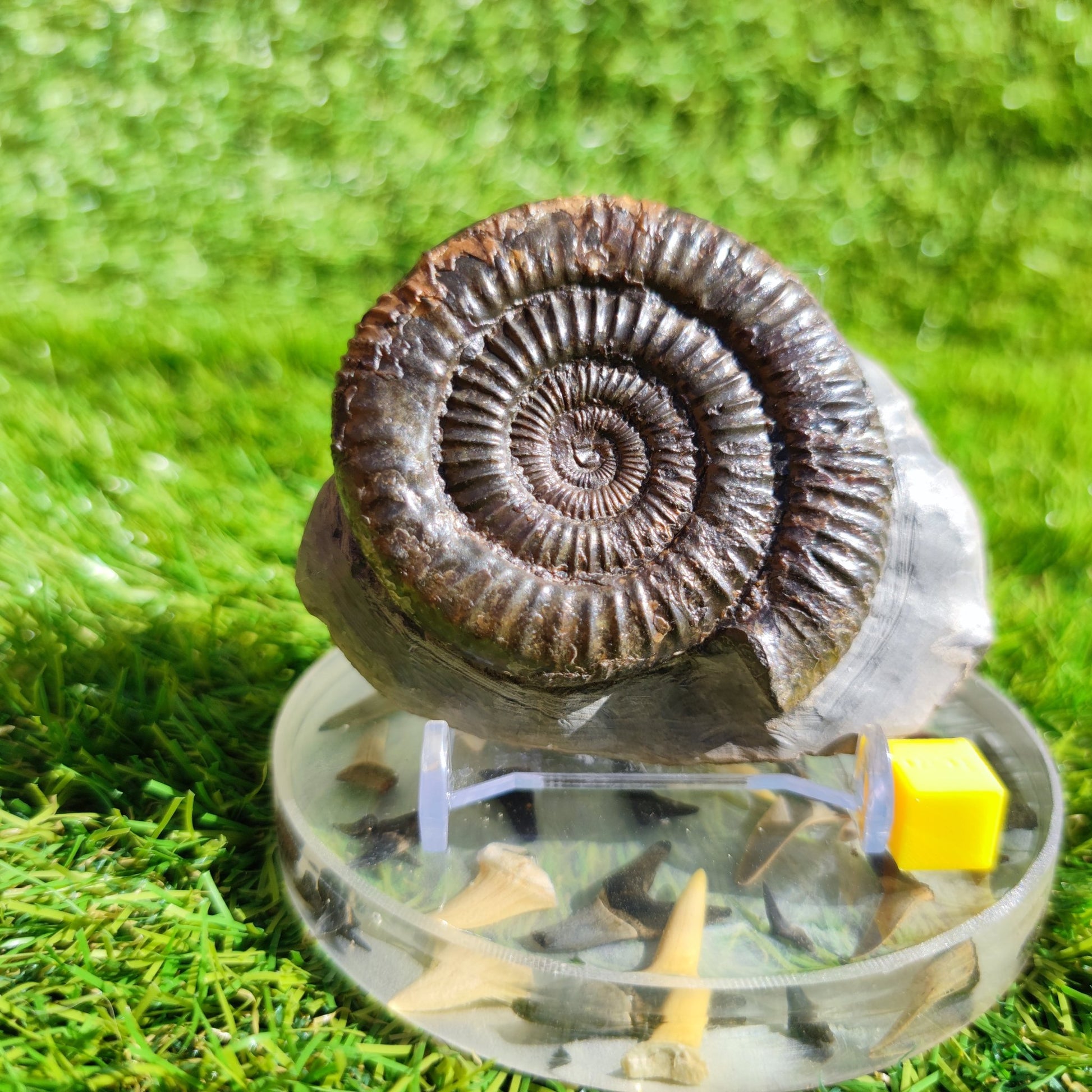 Ammonite fossil Dactylioceras North Yorkshire - North Yorkshire Fossils