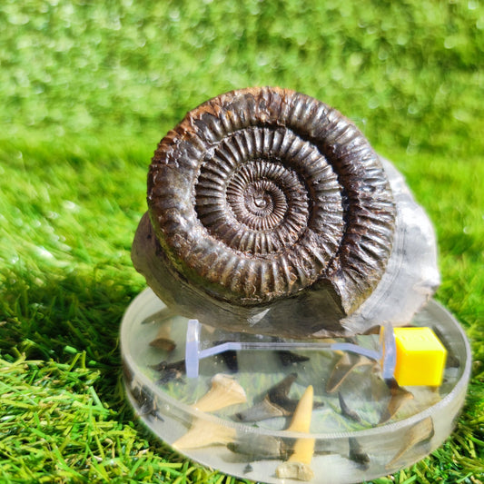 Ammonite fossil Dactylioceras North Yorkshire - North Yorkshire Fossils