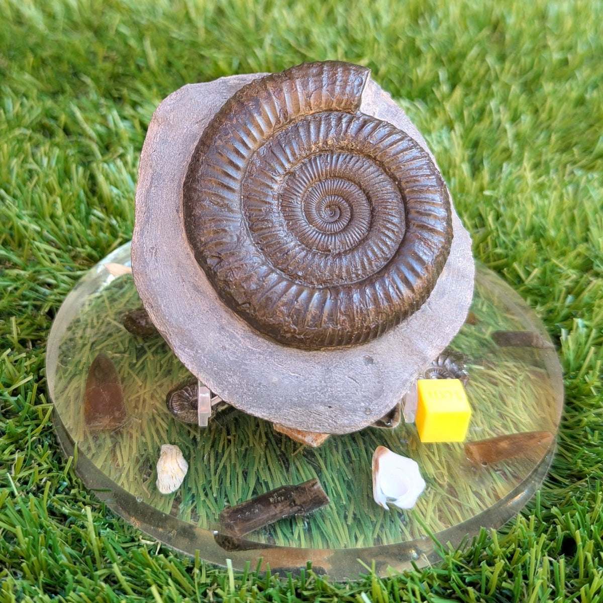 Ammonite fossil dactylioceras Port Mulgrave North Yorkshire fossils - North Yorkshire Fossils
