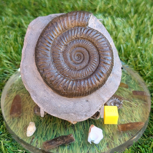 Ammonite fossil dactylioceras Port Mulgrave North Yorkshire fossils - North Yorkshire Fossils