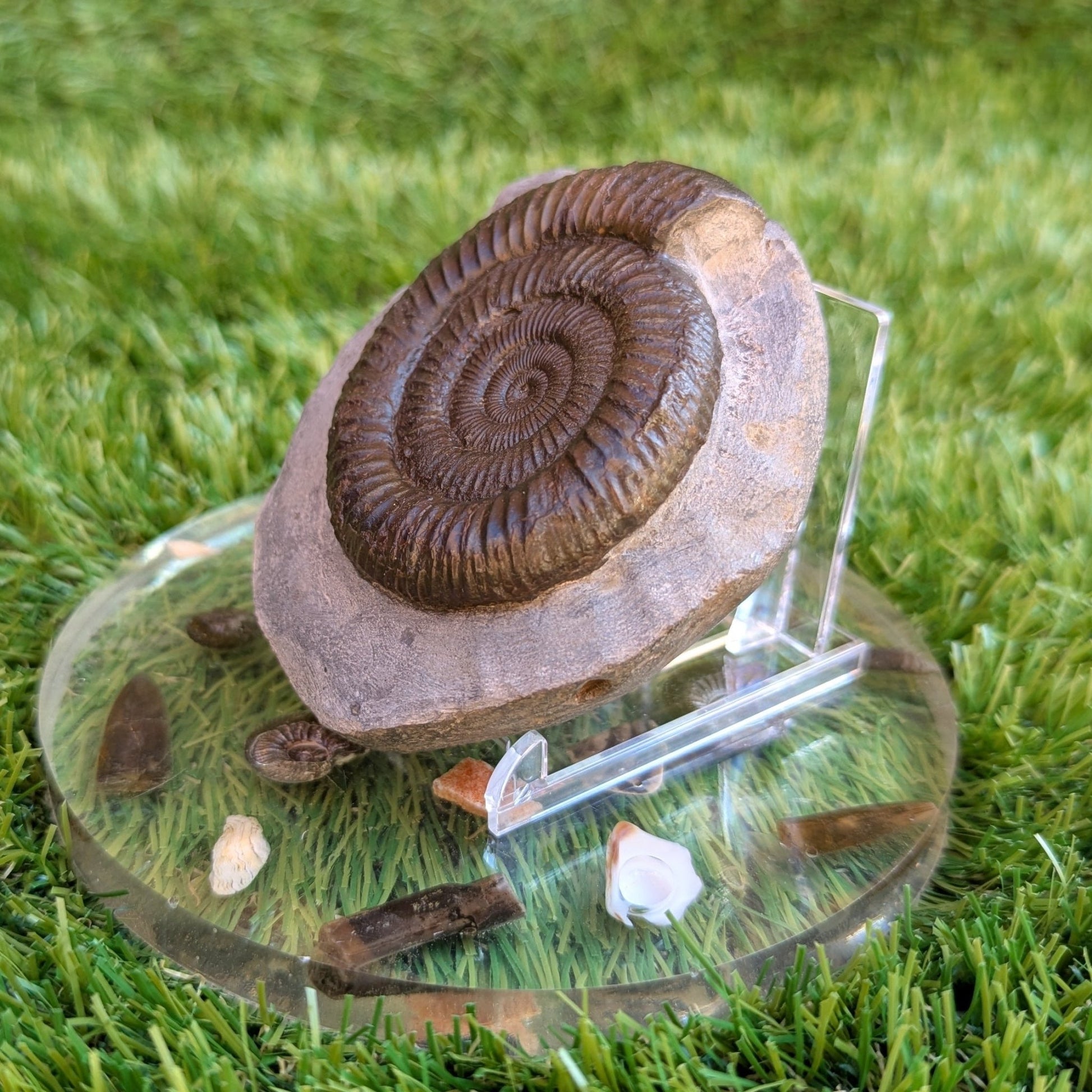 Ammonite fossil dactylioceras Port Mulgrave North Yorkshire fossils - North Yorkshire Fossils