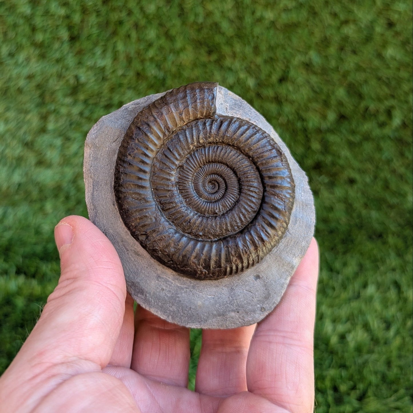Ammonite fossil dactylioceras Port Mulgrave North Yorkshire fossils - North Yorkshire Fossils