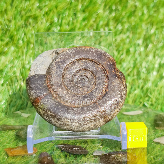 Ammonite fossil dactylioceras tenuicostatum - North Yorkshire Fossils