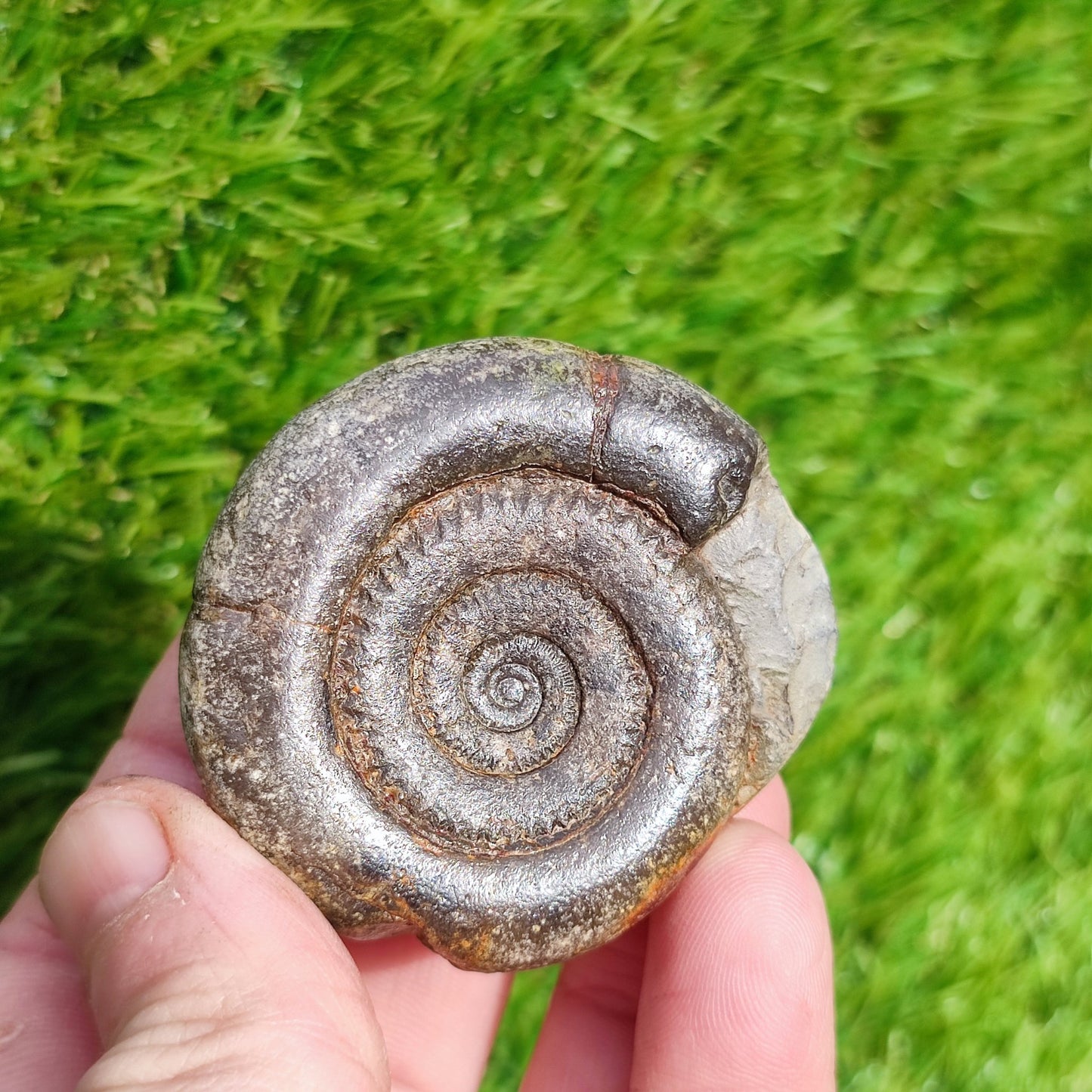 Ammonite fossil dactylioceras tenuicostatum - North Yorkshire Fossils