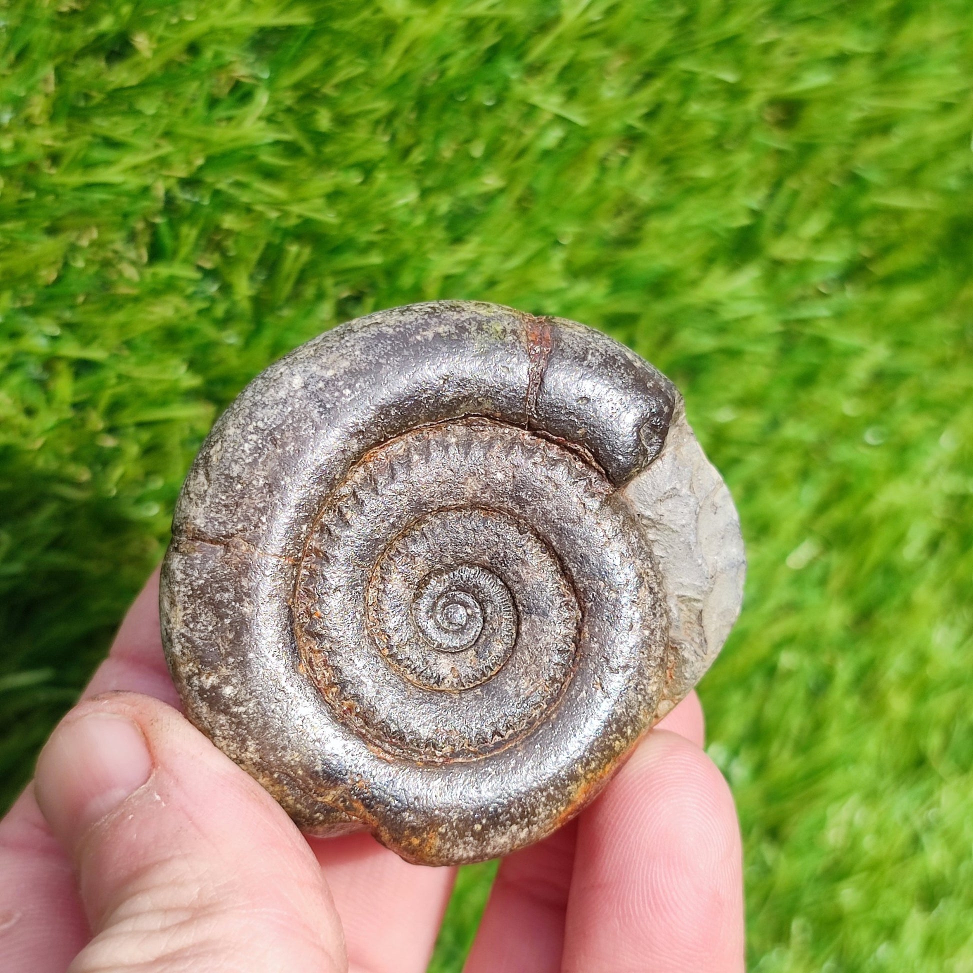 Ammonite fossil dactylioceras tenuicostatum - North Yorkshire Fossils