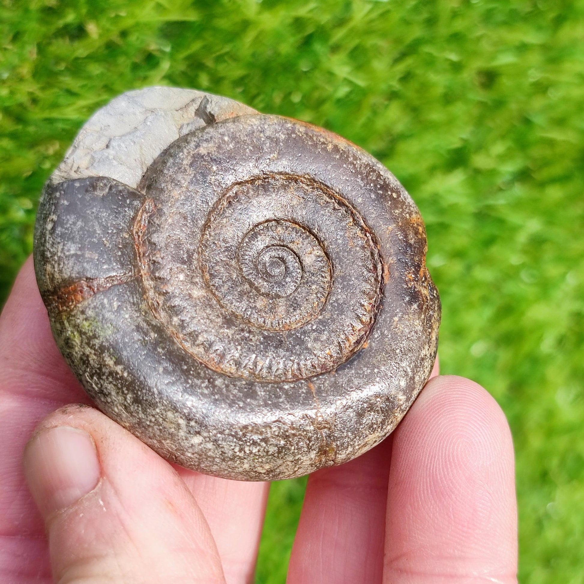 Ammonite fossil dactylioceras tenuicostatum - North Yorkshire Fossils