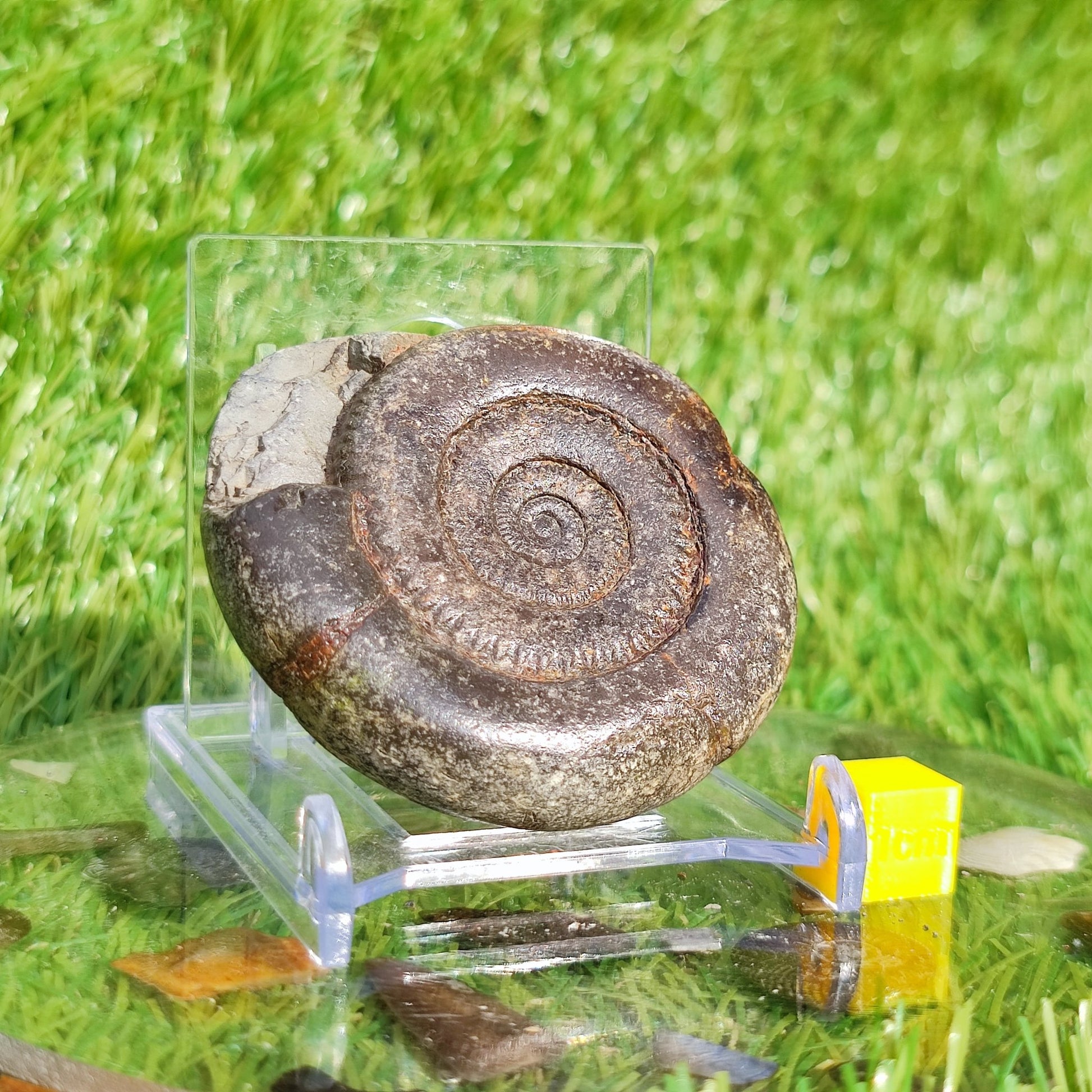 Ammonite fossil dactylioceras tenuicostatum - North Yorkshire Fossils