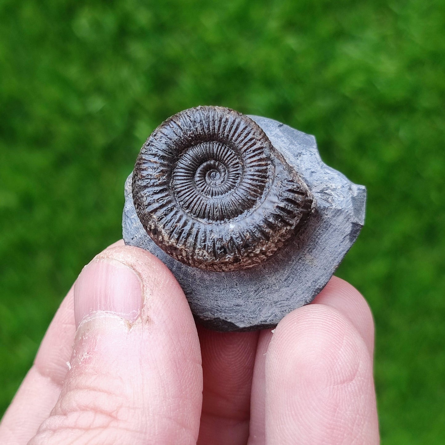 Ammonite fossil dactylioceras UK fossil North Yorkshire - North Yorkshire Fossils