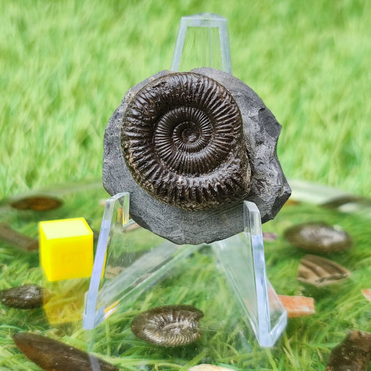 Ammonite fossil dactylioceras UK fossil North Yorkshire - North Yorkshire Fossils