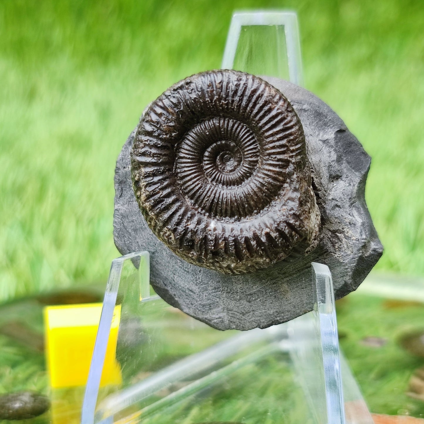 Ammonite fossil dactylioceras UK fossil North Yorkshire - North Yorkshire Fossils