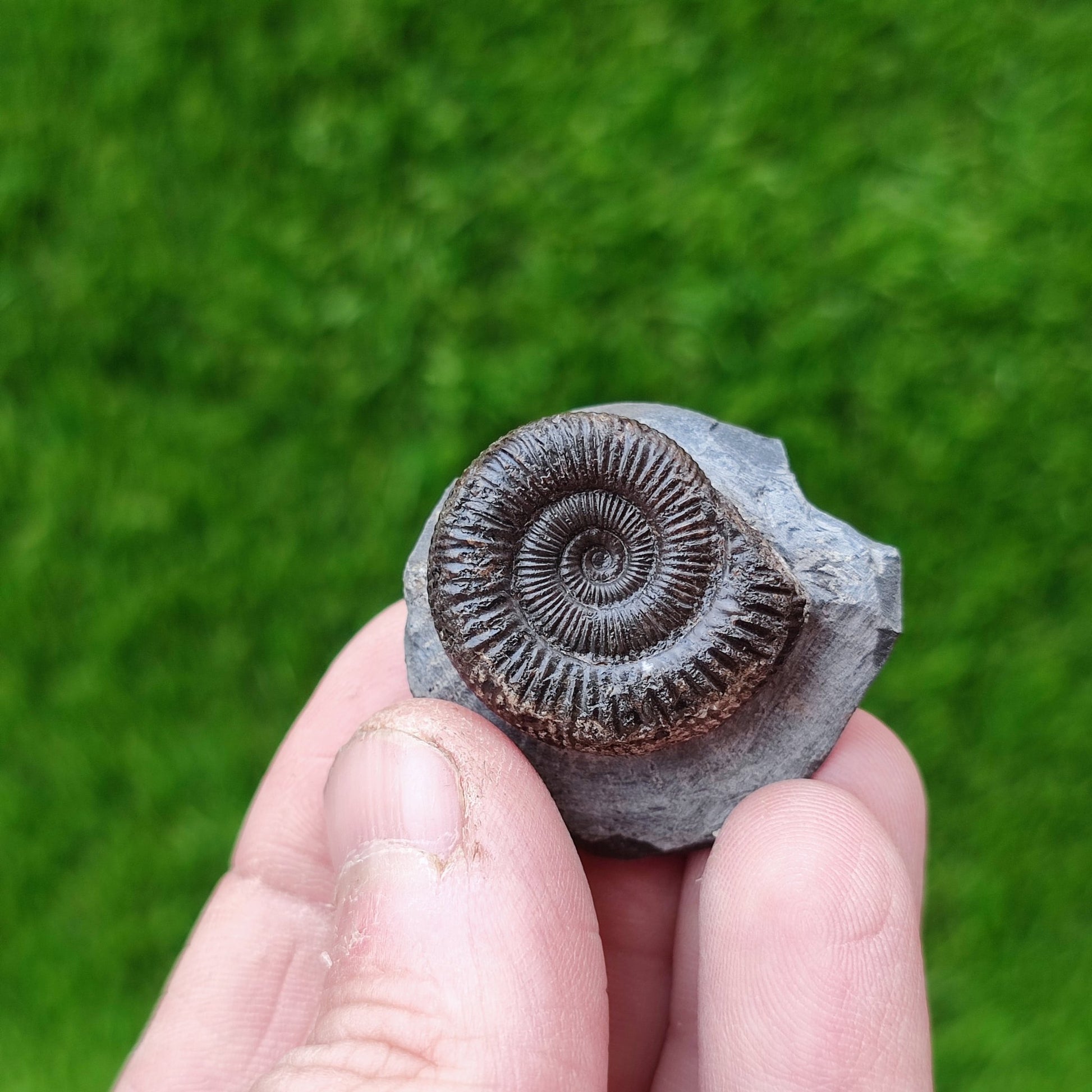 Ammonite fossil dactylioceras UK fossil North Yorkshire - North Yorkshire Fossils
