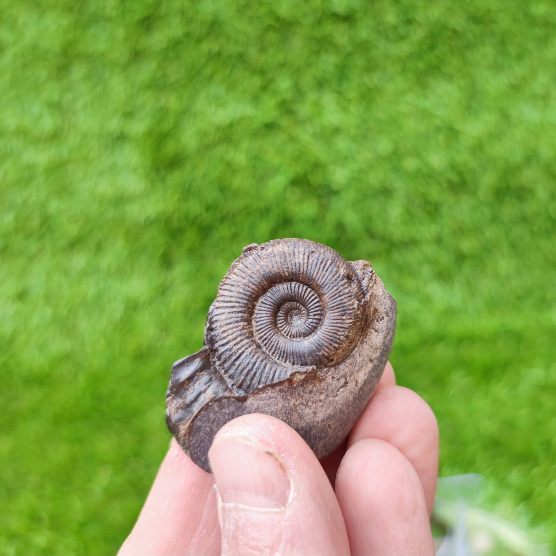 Ammonite fossil dactylioceras Whitby North Yorkshire UK - North Yorkshire Fossils