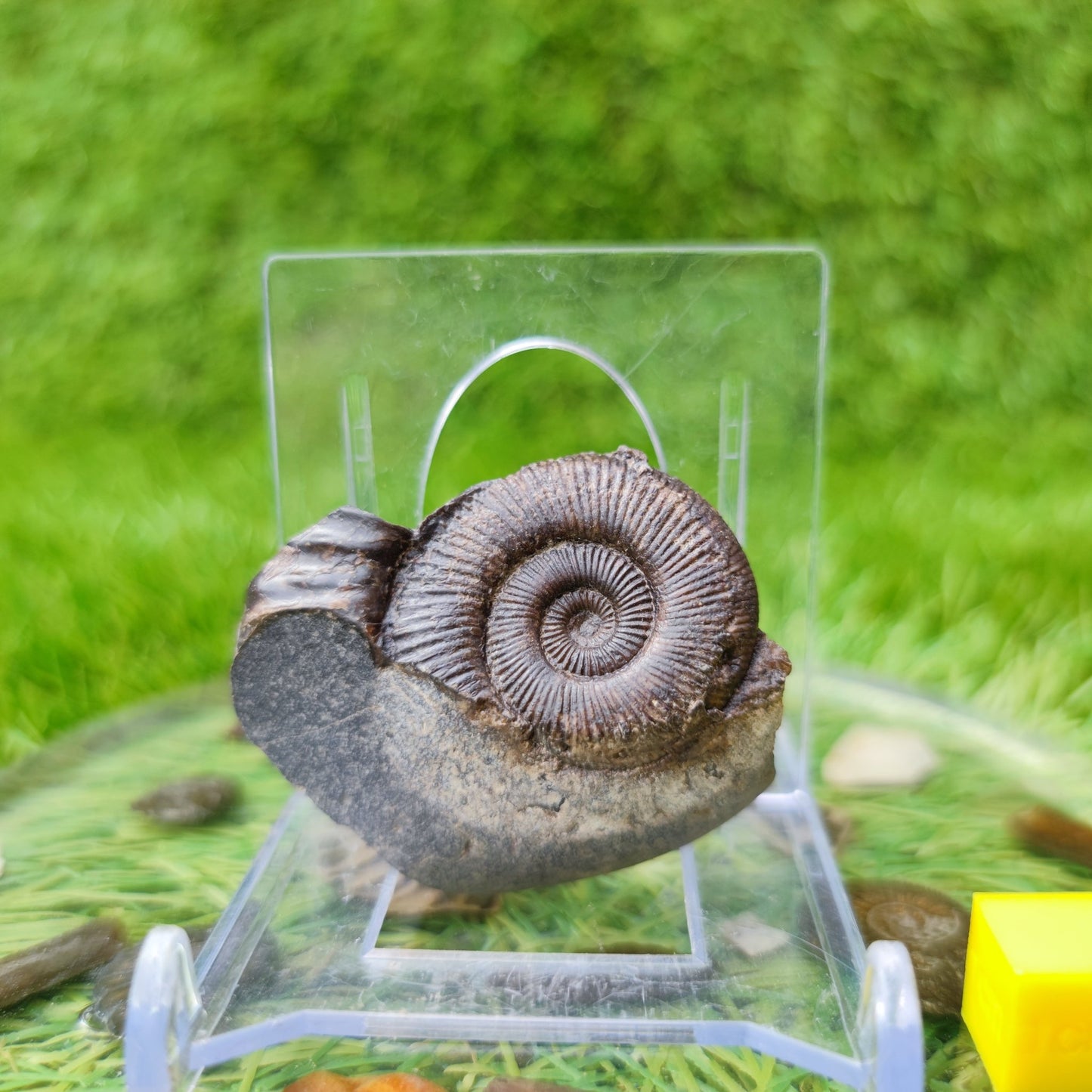 Ammonite fossil dactylioceras Whitby North Yorkshire UK - North Yorkshire Fossils
