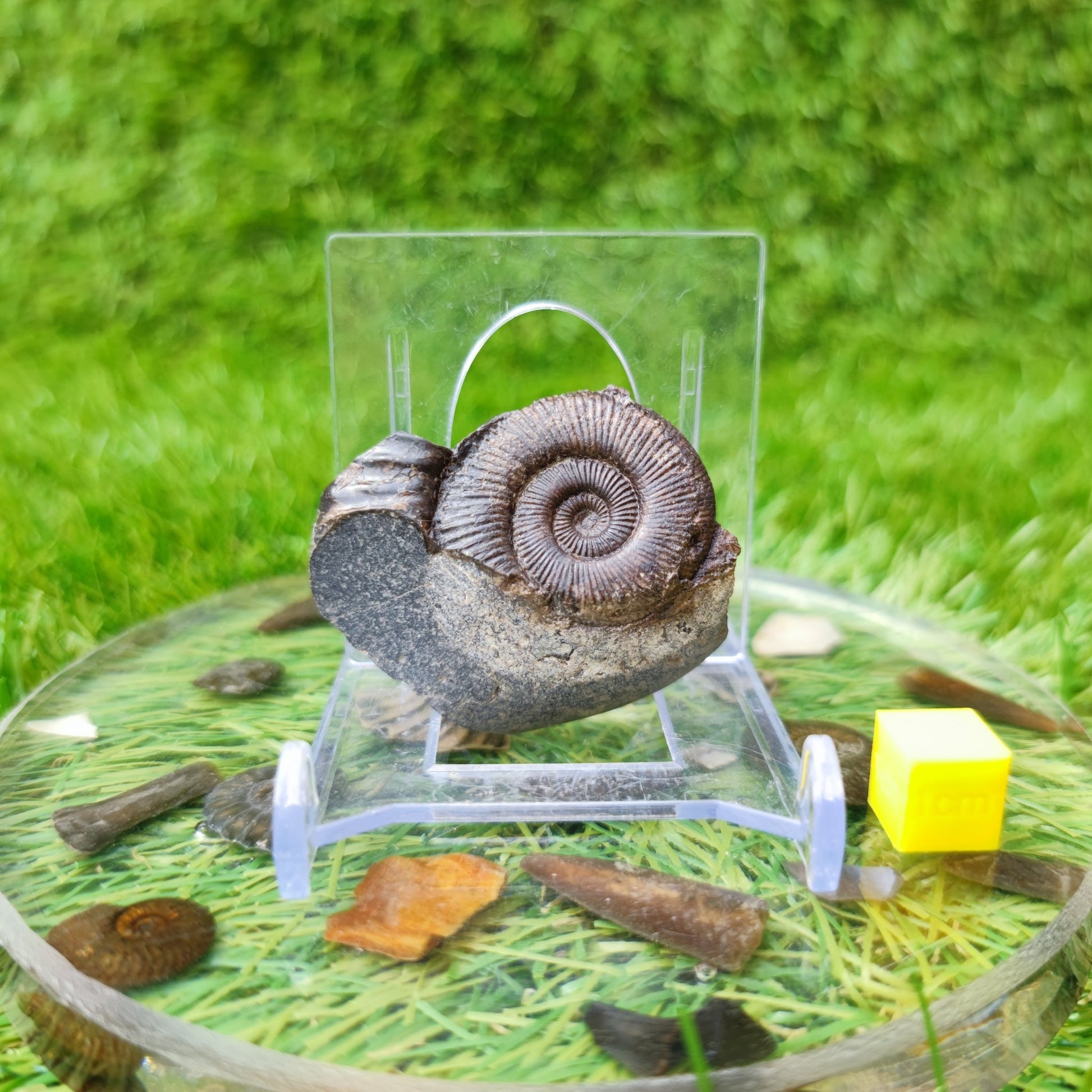 Ammonite fossil dactylioceras Whitby North Yorkshire UK - North Yorkshire Fossils