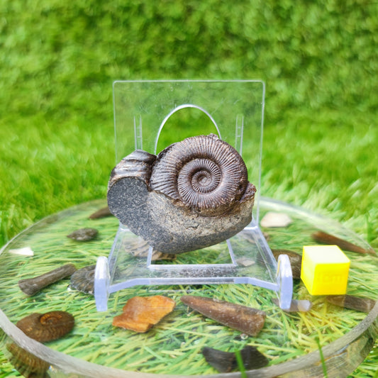 Ammonite fossil dactylioceras Whitby North Yorkshire UK - North Yorkshire Fossils