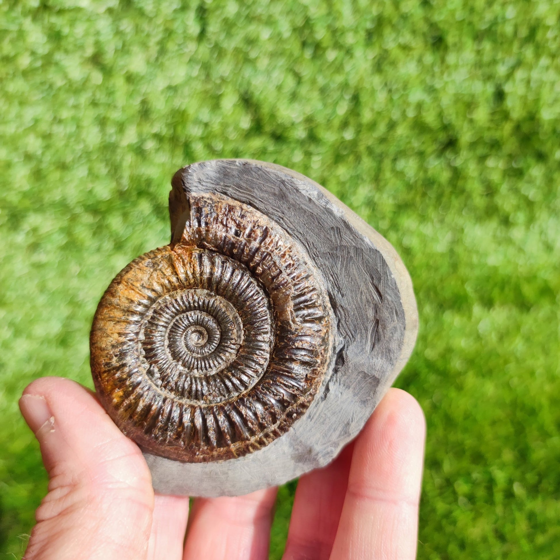 Ammonite Fossil Dactylioceras Whitby Yorkshire - North Yorkshire Fossils