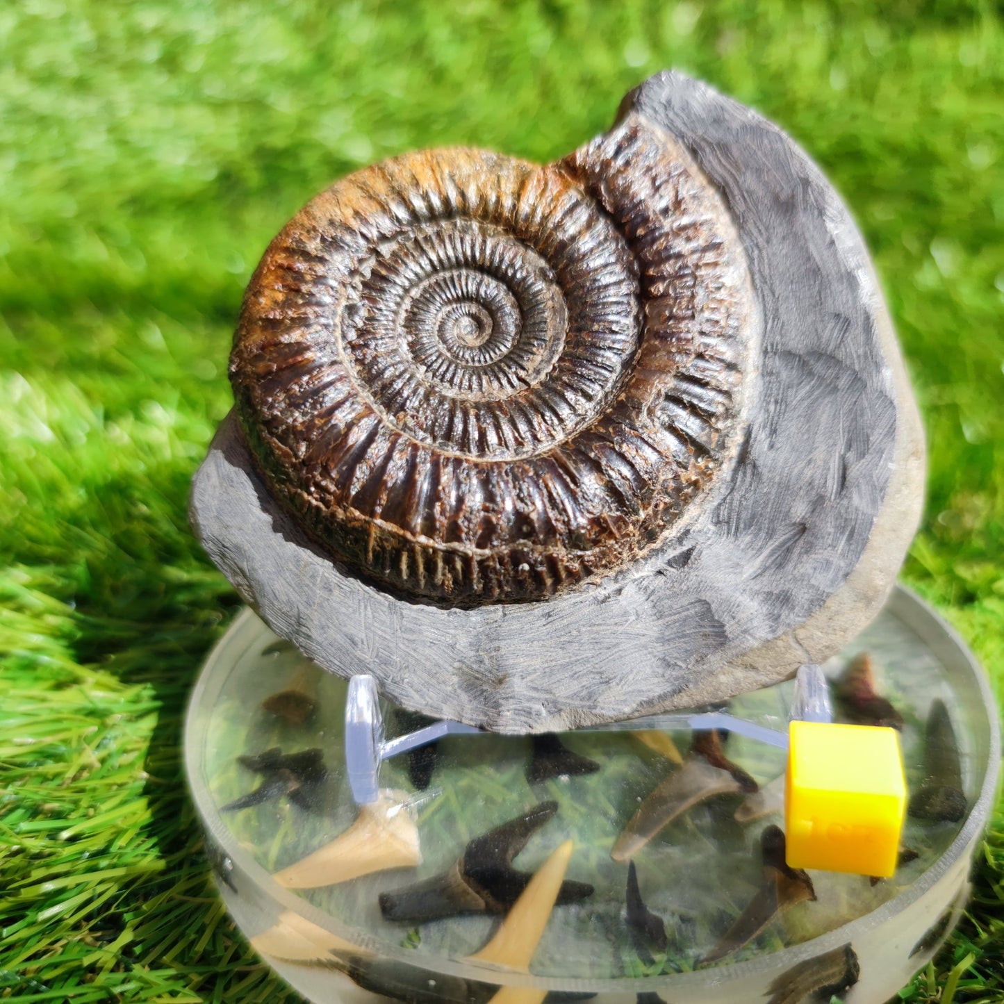 Ammonite Fossil Dactylioceras Whitby Yorkshire - North Yorkshire Fossils