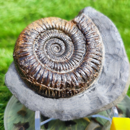 Ammonite Fossil Dactylioceras Whitby Yorkshire - North Yorkshire Fossils