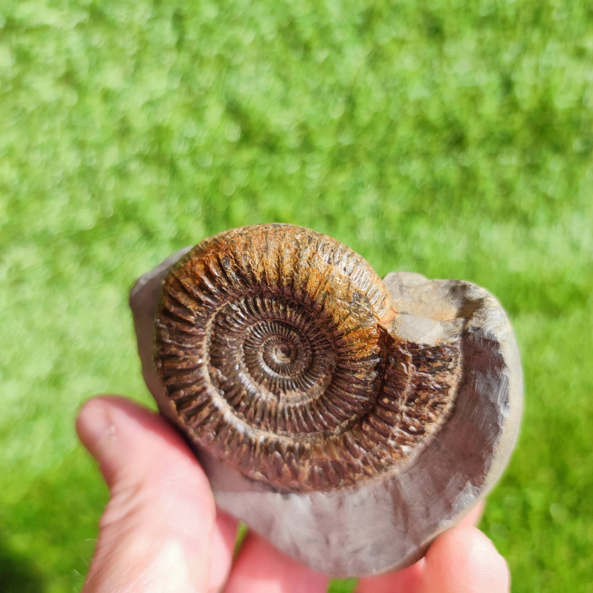 Ammonite Fossil Dactylioceras Whitby Yorkshire - North Yorkshire Fossils