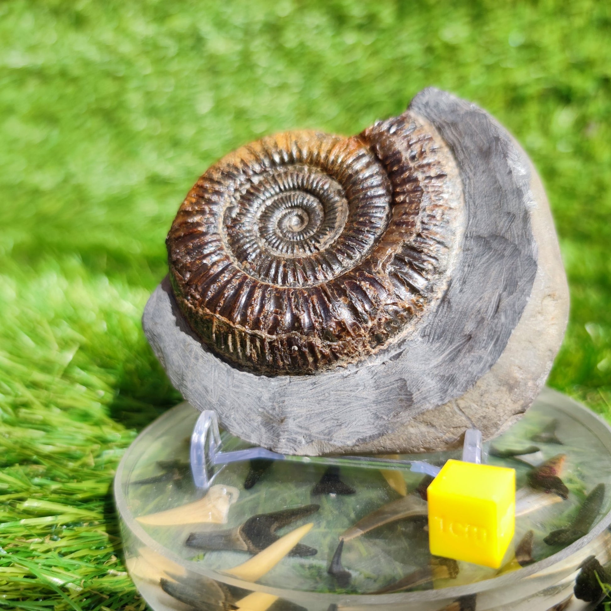 Ammonite Fossil Dactylioceras Whitby Yorkshire - North Yorkshire Fossils