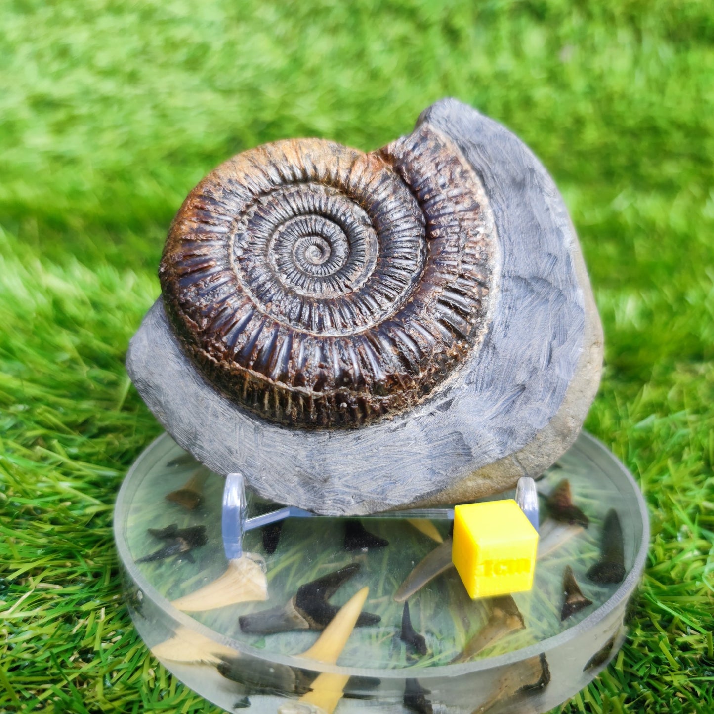 Ammonite Fossil Dactylioceras Whitby Yorkshire - North Yorkshire Fossils
