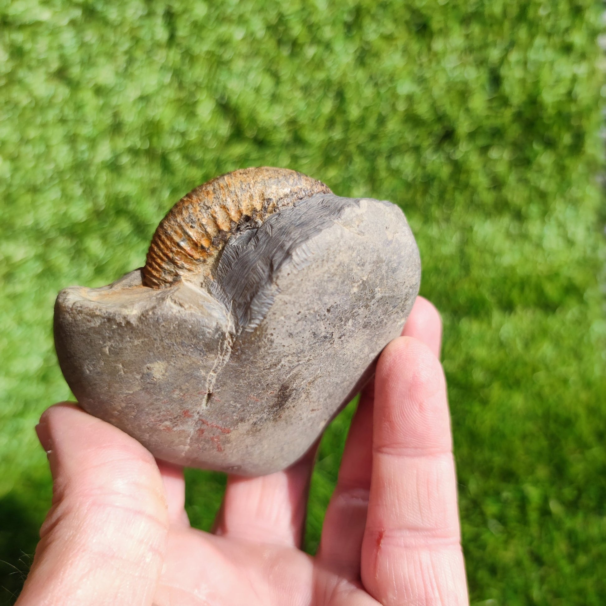 Ammonite Fossil Dactylioceras Whitby Yorkshire - North Yorkshire Fossils